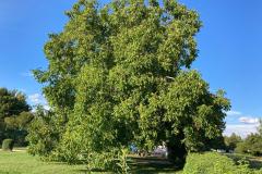 cherpines-autrement.ch-cherpines-autrement.ch-cherpines-noyer-80-ans-chez-zora-2020