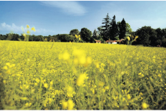 cherpines-autrement.ch-terrain-zora-colza
