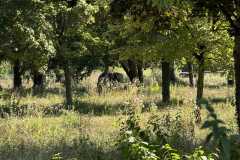 cherpines-autrement.ch-img-4798-img-4798