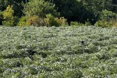 cherpines-autrement.ch-img-4807-img-4807