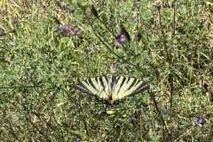 cherpines-autrement.ch-img-4849-img-4849