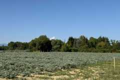 cherpines-autrement.ch-img-4855-img-4855