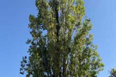 cherpines-autrement.ch-img-4902-img-4902