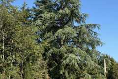 cherpines-autrement.ch-img-4905-img-4905