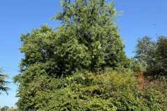 cherpines-autrement.ch-img-4906-img-4906