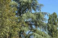 cherpines-autrement.ch-img-4907-img-4907