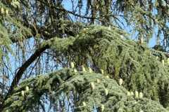 cherpines-autrement.ch-img-4908-img-4908