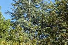 cherpines-autrement.ch-img-4909-img-4909