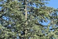 cherpines-autrement.ch-img-4911-img-4911