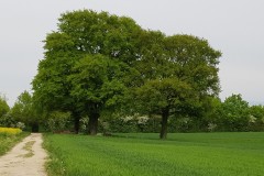 cherpines-autrement.ch-arbres-cherpines