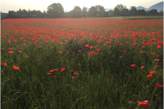 cherpines-autrement.ch-cesure-verte-1-2017