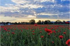 cherpines-autrement.ch-cesure-verte-6-2017