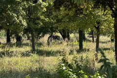 cherpines-autrement.ch-img-4798-img-4798