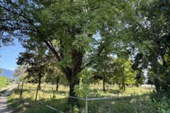 cherpines-autrement.ch-img-4799-img-4799