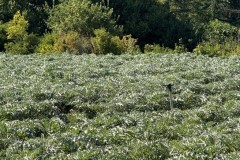 cherpines-autrement.ch-img-4807-img-4807