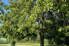 cherpines-autrement.ch-img-4825-img-4825