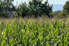 cherpines-autrement.ch-img-4827-img-4827