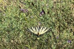 cherpines-autrement.ch-img-4849-img-4849