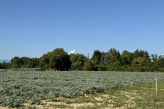 cherpines-autrement.ch-img-4855-img-4855