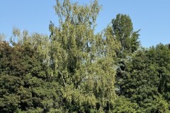 cherpines-autrement.ch-img-4862-img-4862