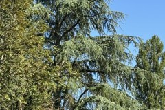 cherpines-autrement.ch-img-4907-img-4907