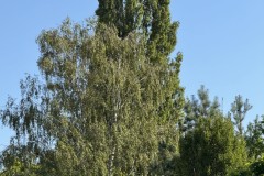 cherpines-autrement.ch-img-4914-img-4914