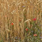 Ble-Coquelicots-Cherpines-2022-CI