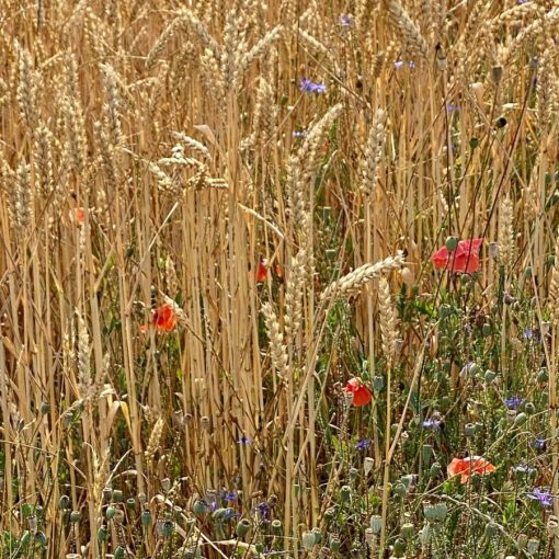 Ble Coquelicots Cherpines 2022 CI