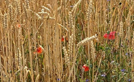Ble Coquelicots Cherpines 2022 CI
