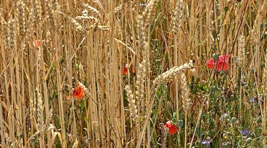 Ble Coquelicots Cherpines 2022 CI
