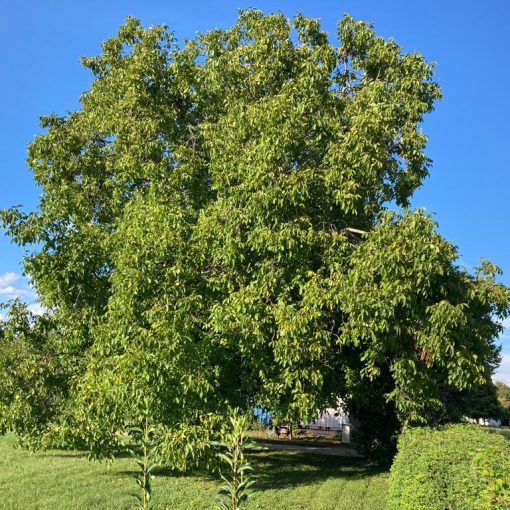Cherpines noyer 80 ans chez Zora