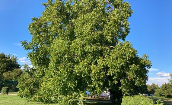 Cherpines noyer 80 ans chez Zora